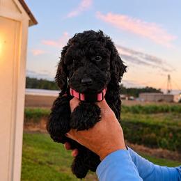 Lucy - Black male Goldendoodle puppy in Farmville, North Carolina from The Farmers Doodle