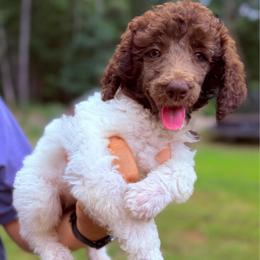 Lily (Yellow Collar Female) - Parti female Poodle puppy in Jasper, Georgia from Harrington Doodles & Poodles