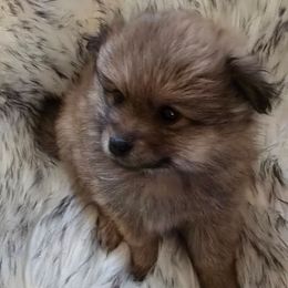 Girl puppy - Red sable female Pomeranian puppy in Lebanon, Indiana from Duran's Huskies and Pomeranians