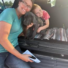 Cane Corso Puppies from AK&J Kentucky Corsos