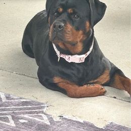 Rottweiler All Grown Up from Michelle Nicholson