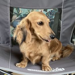 Bently - Dachshund