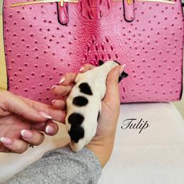 Tulip - Black & tan tri-color female Morkie puppy in Deltona, Florida from Pink Purse Designer Breeds