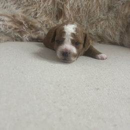Cavapoo and Goldendoodle Puppies from Surfer Doodles