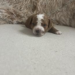 Cavapoo and Goldendoodle Puppies from Surfer Doodles
