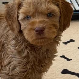 Boy 3 - Caramel male Australian Labradoodle puppy in Sacramento, California from Delta Breeze Labradoodles
