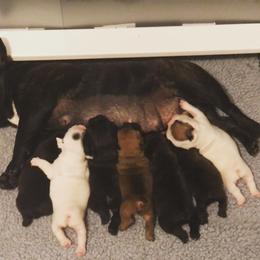 French Bulldog Puppies from Legend French Bulldogs