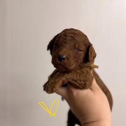 Clay - Red  male Poodle puppy in Osyka, Mississippi from Southern Sunshine Standards