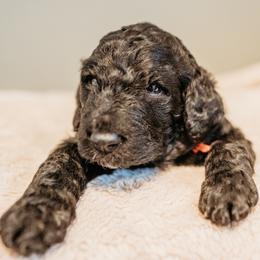 Curly Russell - Black male Labradoodle puppy in Orange, Virginia from Hillcrest Labradoodles
