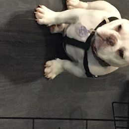 Roswell - French Bulldog