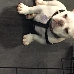 Roswell - French Bulldog