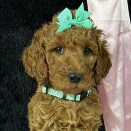 Mint girl - Red  female Poodle puppy in Bowling Green, Kentucky from Ritzy Red Poodles
