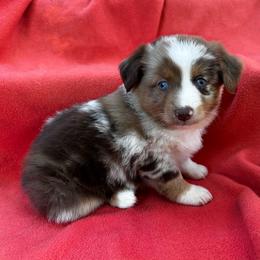 Female 1 - Red merle female Toy Australian Shepherd puppy in Randleman, North Carolina from Deep River Aussies and Dachshunds