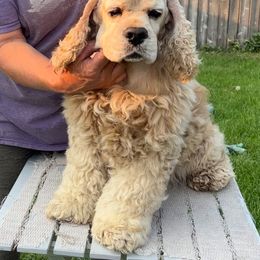 Jacob - Cocker Spaniel