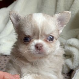 Chihuahua Puppies from ChiWowTown Chihuahuas