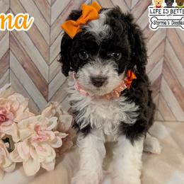 Goldendoodle and Shihpoo Puppies from Bellady's Shihpoos