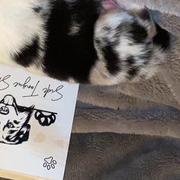 Shock - Australian Shepherd puppy in Poway, California from Side Tongue Shepherds