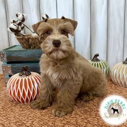 Miniature Schnauzer Puppies from Dixie Pearl Schnauzers