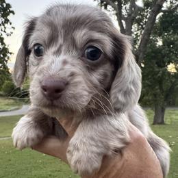 Finn - Dapple male Dachshund puppy in Bentonville, Arkansas from Boujee Buns Dachshunds