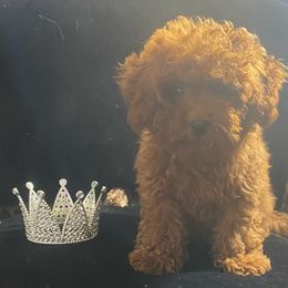 Boy 1 - Poodle puppy from SilverLining highlands and hounds