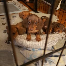 Dachshund Puppies from C and j doxies