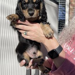 Curly - brown collar - Black and cream male Dachshund puppy in Lake Dallas, Texas from 2L Dachshunds