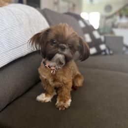 Shih Tzu Puppies from Jodi’s Shihtzus