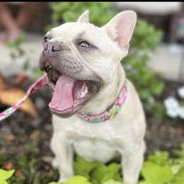 Tesla - French Bulldog