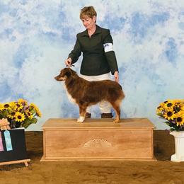 Miniature American Shepherd Puppies from Fuzzbottom Miniature American Shepherd