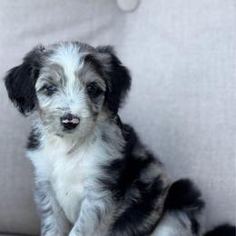 Opium - Blue merle female Aussiedoodle puppy in Decatur, Illinois from Signature Doodles