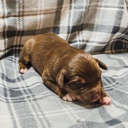 Enzo - Red tri-color male Australian Shepherd puppy in Marengo, Indiana from J&J Kennel