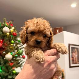 Jack - Red male Cavapoo puppy in Pleasant Grove, Utah from Puppy Buddy USA