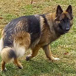 German Shepherds from Ocoee Valley German Shepherd Dogs