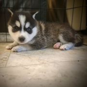 Yukon - Black and white male Alaskan Klee Kai puppy in Byron Center, Michigan from Family Friendly Labradors & Klee Kai