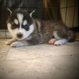 Yukon - Black and white male Alaskan Klee Kai puppy in Byron Center, Michigan from Family Friendly Labradors & Klee Kai