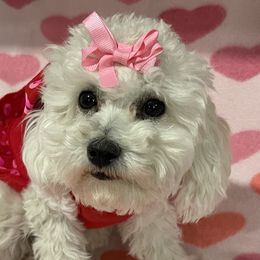 Izzy - Poodle