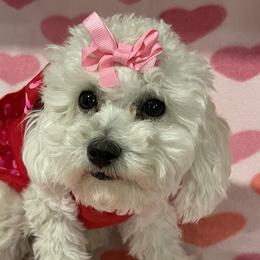 Izzy - Poodle