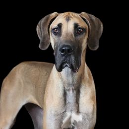 Leesi - Great Dane