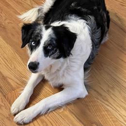 Border Collie Puppies from Roaring River Border Collies