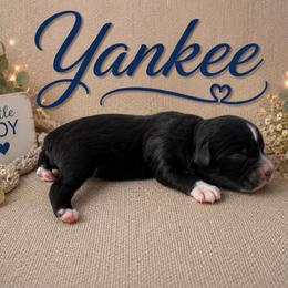 Yankee - Black tri male Miniature Australian Shepherd puppy in Idalou, Texas from Lonesome Pine Mini Aussies