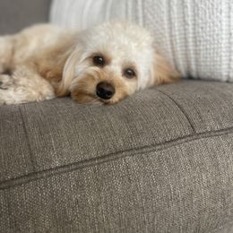 Oaklee aka St. Helena - Goldendoodle