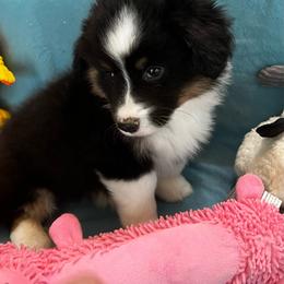 Male 5 - Black and tan male Pembroke Welsh Corgi puppy in Moundville, Alabama from Cartee Corgis - Debi Cartee Mills