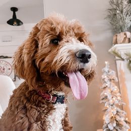 Goldendoodles, Labradoodles, Labrador Retrievers, and Poodles from CherokeeCreekLabradors&Doodles