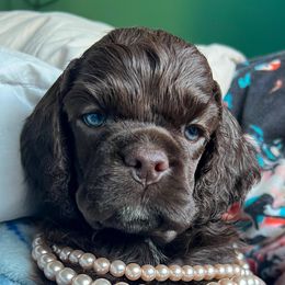 Cocker Spaniel Puppies from Top Notch Cocker Spaniels