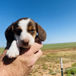 Girl 1 - Chocolate and tan Dachshund puppy in Duke, Oklahoma from Johnson Prairie Pups