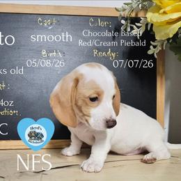 Pesto - Piebald male Dachshund puppy in Hoquiam, Washington from Heyd's Mini Dachshunds