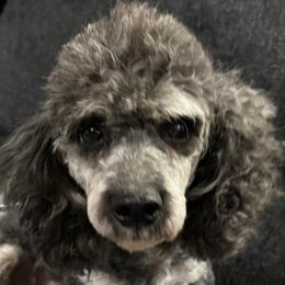 Kash - Poodle