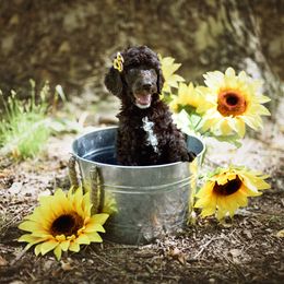Poodle Puppies from Flourishing Fancies