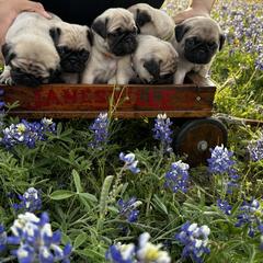 Pugs from Avabulldogs