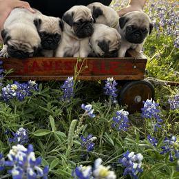 Pugs from Avabulldogs